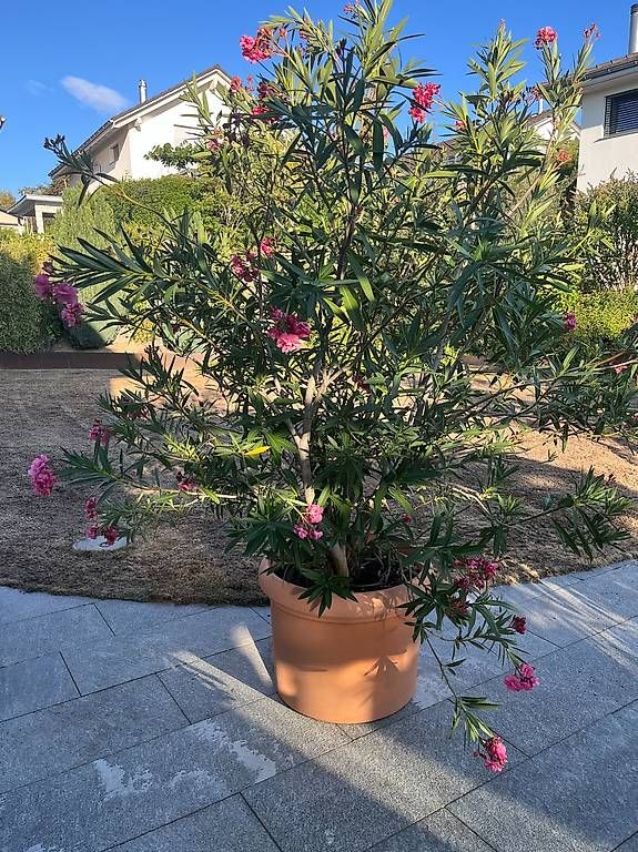 Piante & sementi: Oleander Höhe 240 cm – Usato da Murten venduto da bea_n5yn