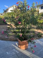 Oleander Höhe 240 cm
