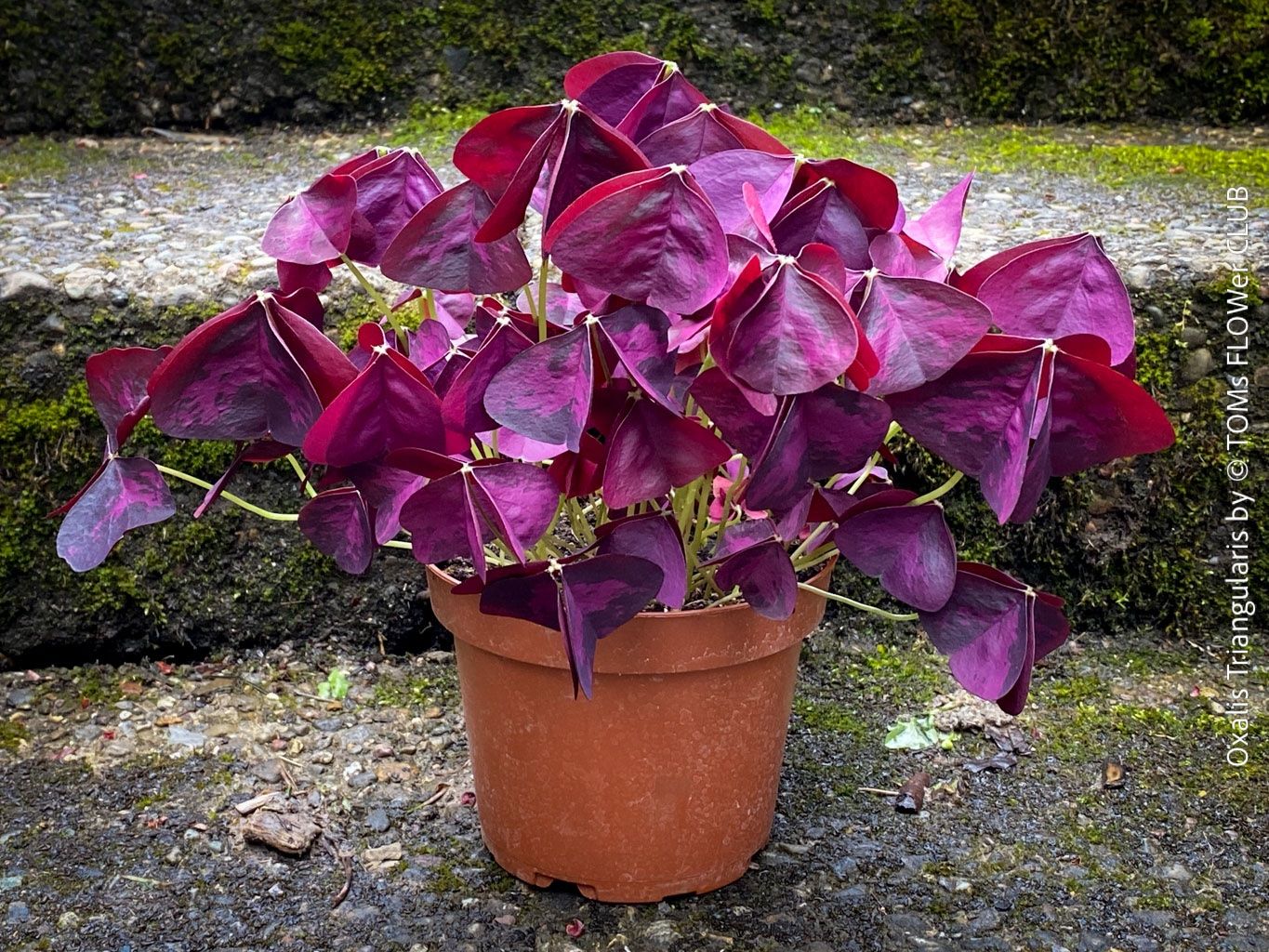 Piante & sementi: Oxalis Triangularis - Glücksklee intensiv Burgundy – Nuovo e nell'imballaggio originale da Adliswil venduto da astom369