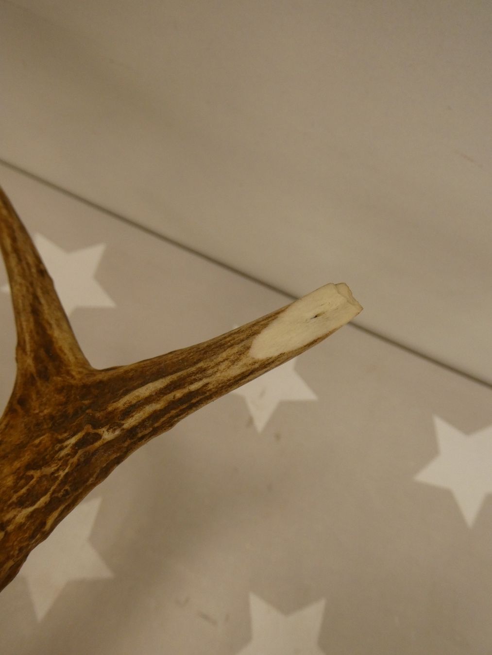 Welt der Tiere: Geweih Reh? Hirsch? Nr. 4 – Gebraucht aus Rafz von Powacaddy 2