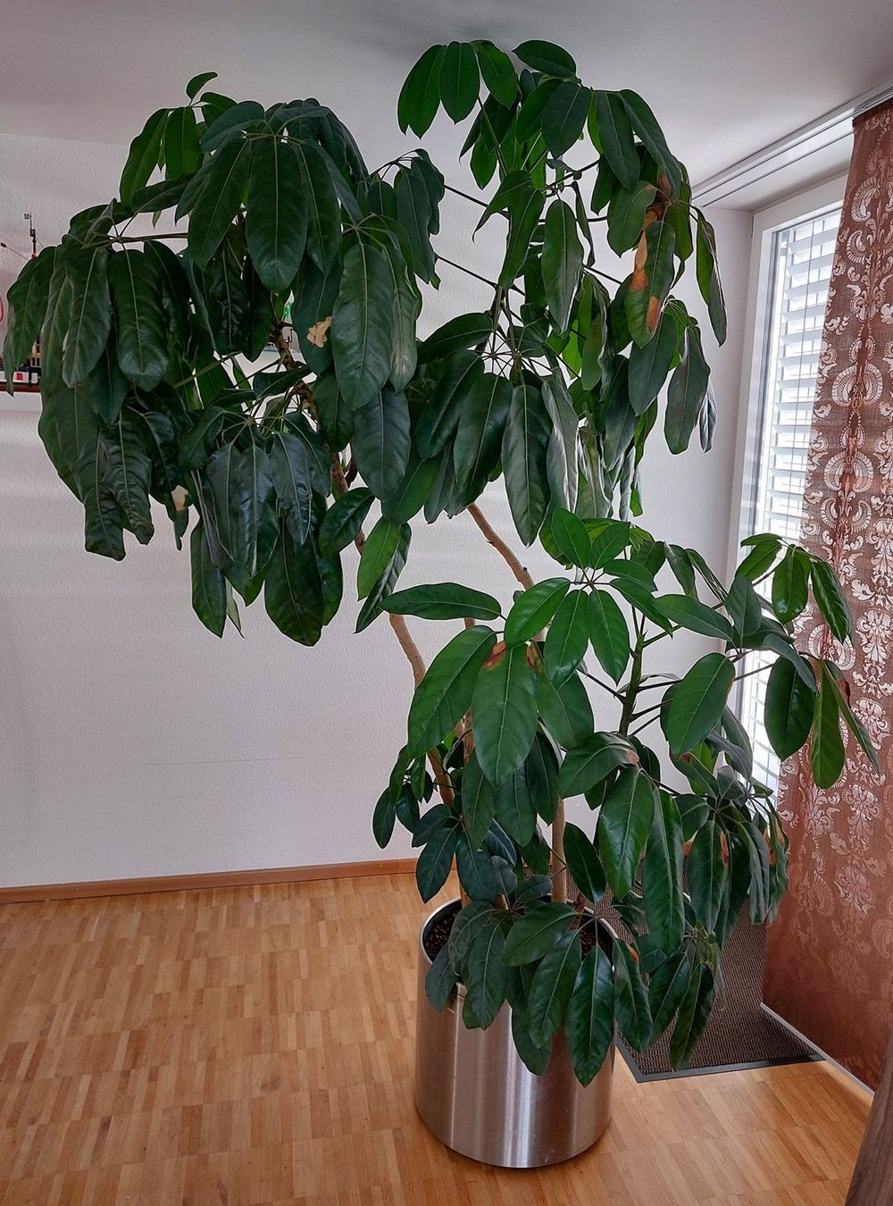 Pflanzen & Samen: Schefflera (Strahlenaralie) – Gebraucht aus Zürich von michaelwiggenhauser