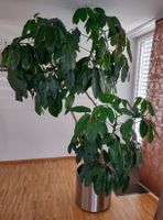 Schefflera (Strahlenaralie)