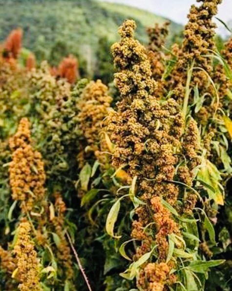 Plantes & graines: Ab 5.- 20 fr SAMEN GRAINES SEMI SEEDS Quinoa – Neuf avec emballage d'origine à Rovio par POSITIFFARTandPLANTS 8