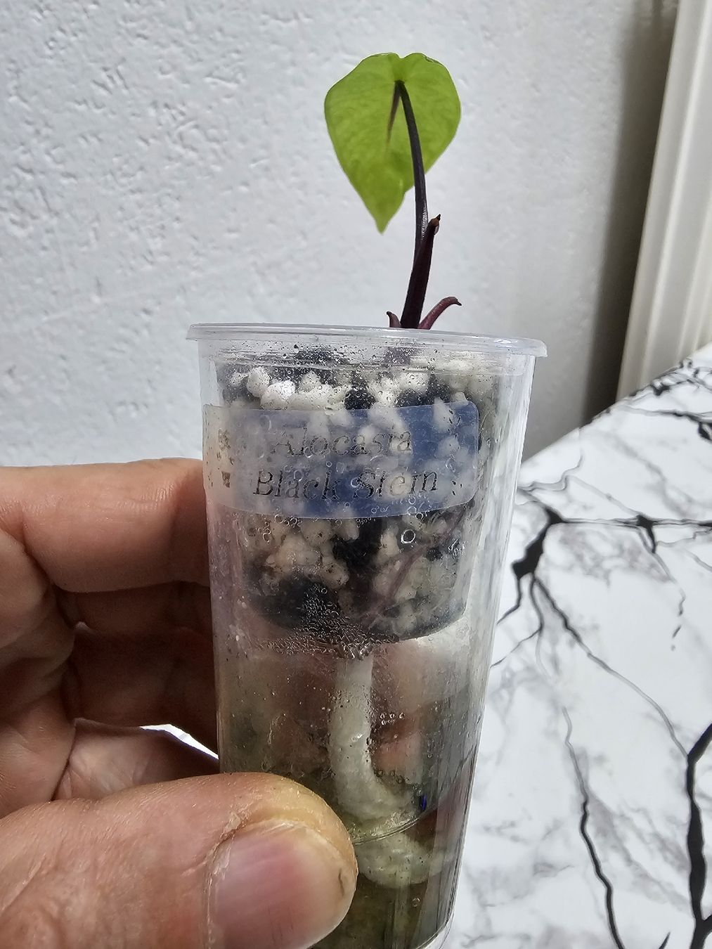 Pflanzen & Samen: Alocasia Black Stem – Neu (gemäss Beschreibung) aus Utzenstorf von Dac_mk 3