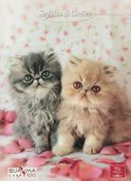 Heft, Notizheft mit Katzen, liniert / Spalten