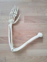 Anatomisches Modell Arm und Hand mit Gelenken Kunststoff