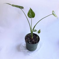 Alocasia**Elefantenohr oder Pfeilblatt*****