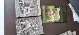 Schafe Lamm Lämmer Postkarten - moutons agneau carte postale