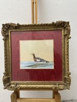William Lewin (1747-1795) Aquarell Watercolor Duck Bild