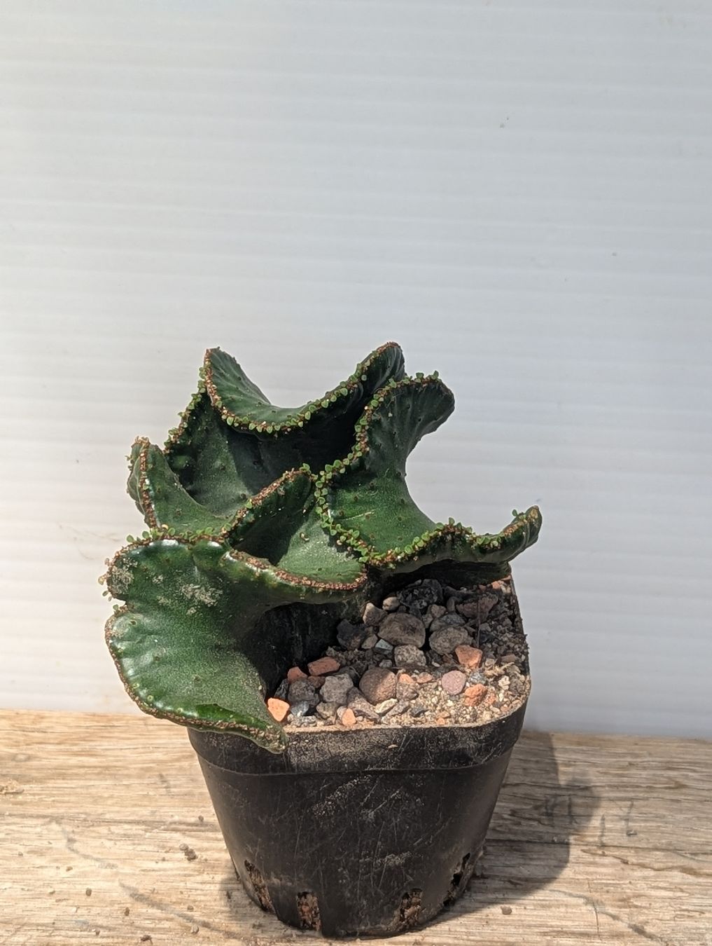 Piante & sementi: Euphorbia leucodendron f. crestata – Usato da Comano venduto da che_8lc2 2