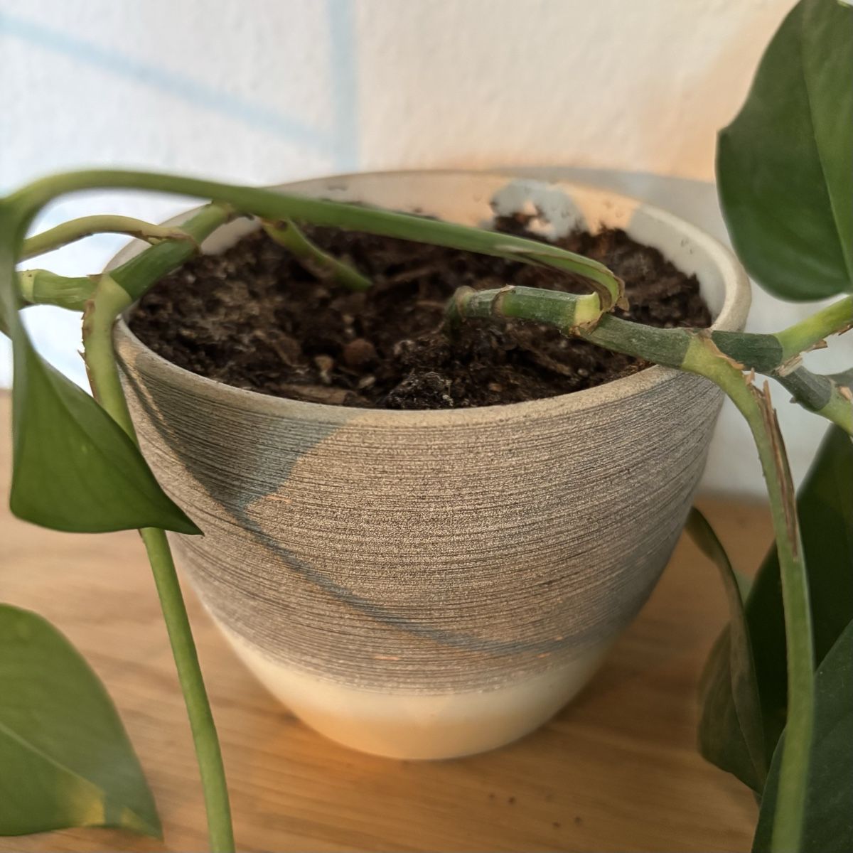 Plantes & graines: Efeutute klein – D'occasion à Zürich par keegstra 1