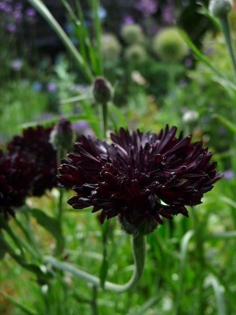 Pflanzen & Samen: 300 Samen Kornblume Black Ball – Neu (gemäss Beschreibung) aus Ehrendingen von VerveinaSamen 5