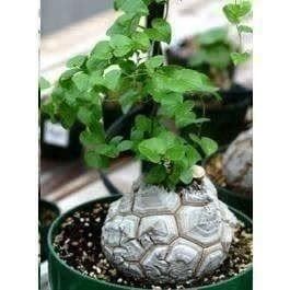 Piante & sementi: Dioscorea elephantipes  RARE 5g – Nuovo (secondo la descrizione) da Bremblens venduto da FIBONACCI369 1