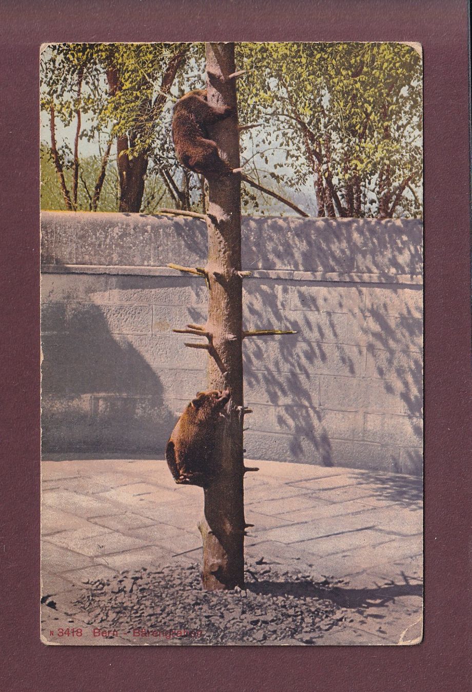 Ansichtskarten: BERN - Bärengraben - 1915 // Eckbug // – Gebraucht aus Pully von nicecards