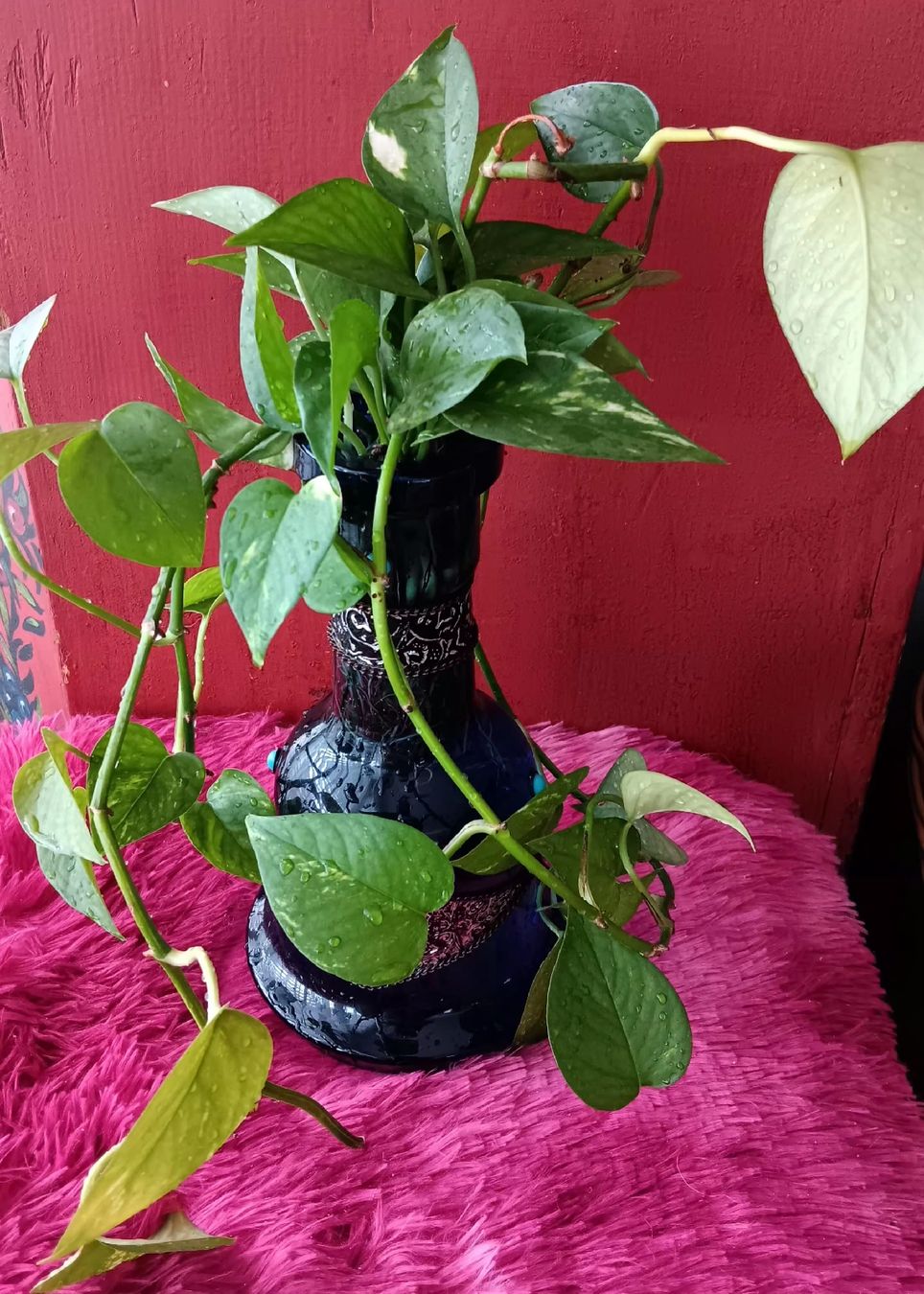 Piante & sementi: Splendido Pothos  - Perfetto per Casa! – Nuovo (secondo la descrizione) da Carena venduto da gra_yz7p 1