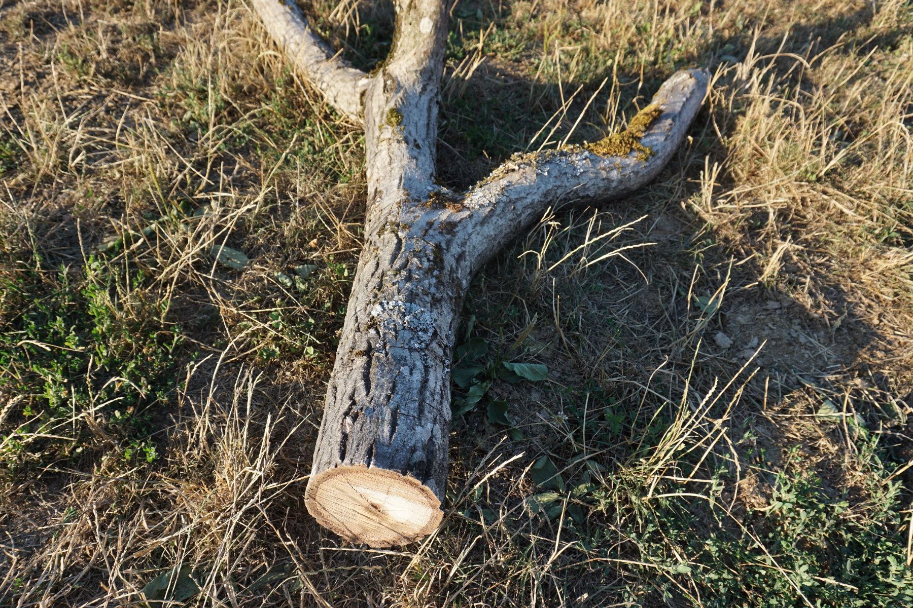 Articles en bois: Nussbaum, Ast – D'occasion à Schleinikon par Tabsu 1