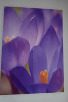 Frühling: Foto Leinwandbild mit Krokusmotiv, Lila NEU Unikat