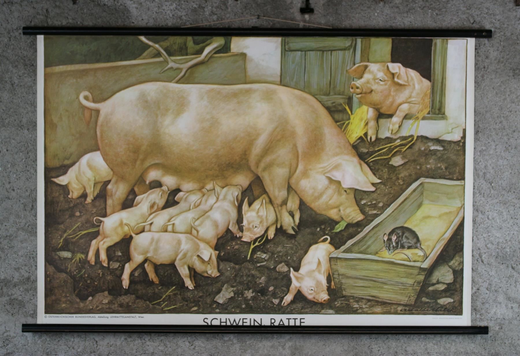 Foto & Immagini: Schulwandbild, Lehrtafel, Schwein, Ratte – Usato da Birrwil venduto da brandschatz_birrwil