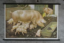 Schulwandbild, Lehrtafel, Schwein, Ratte