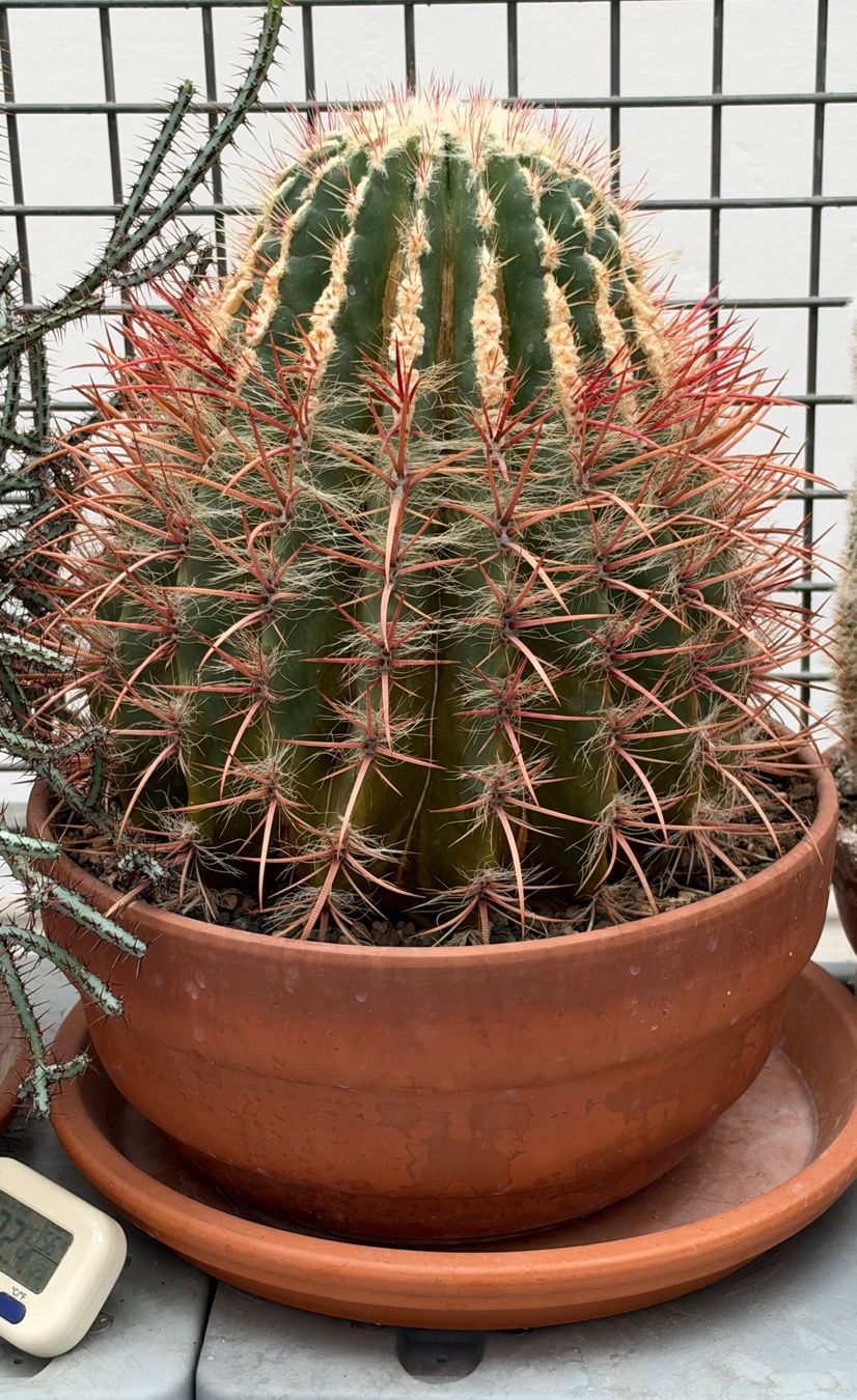 Piante & sementi: Schwiegermuttersitz "Kroenleinia Grusonii" – Usato da Arlesheim venduto da auktio999