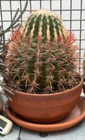 Schwiegermuttersitz "Kroenleinia Grusonii"