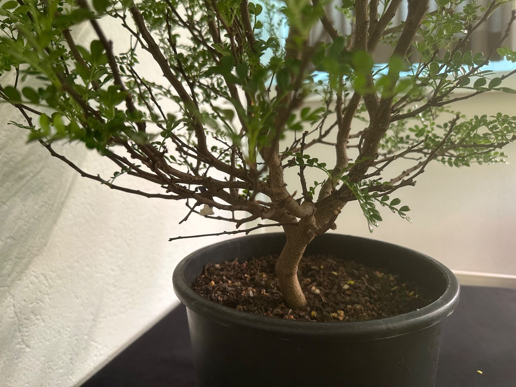 Plantes & graines: Zanthoxylum beecheyanum  Szechuanpfeffer – D'occasion à Reinach BL par Kleinzoo05 4