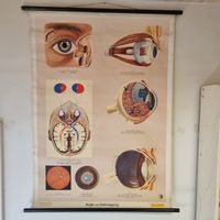 Vintage Schulwandbild Auge und Sehvorgang Anatomie Eye Bild