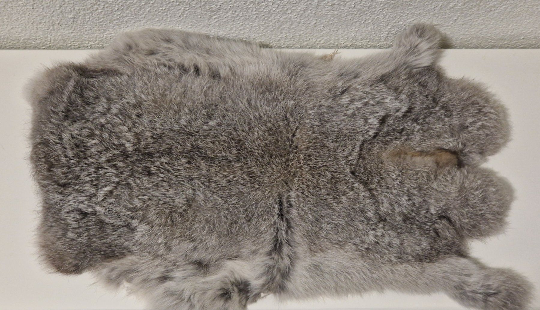 Welt der Tiere: Ganzes Kaninchenfell – Gebraucht aus Zürich von New_username
