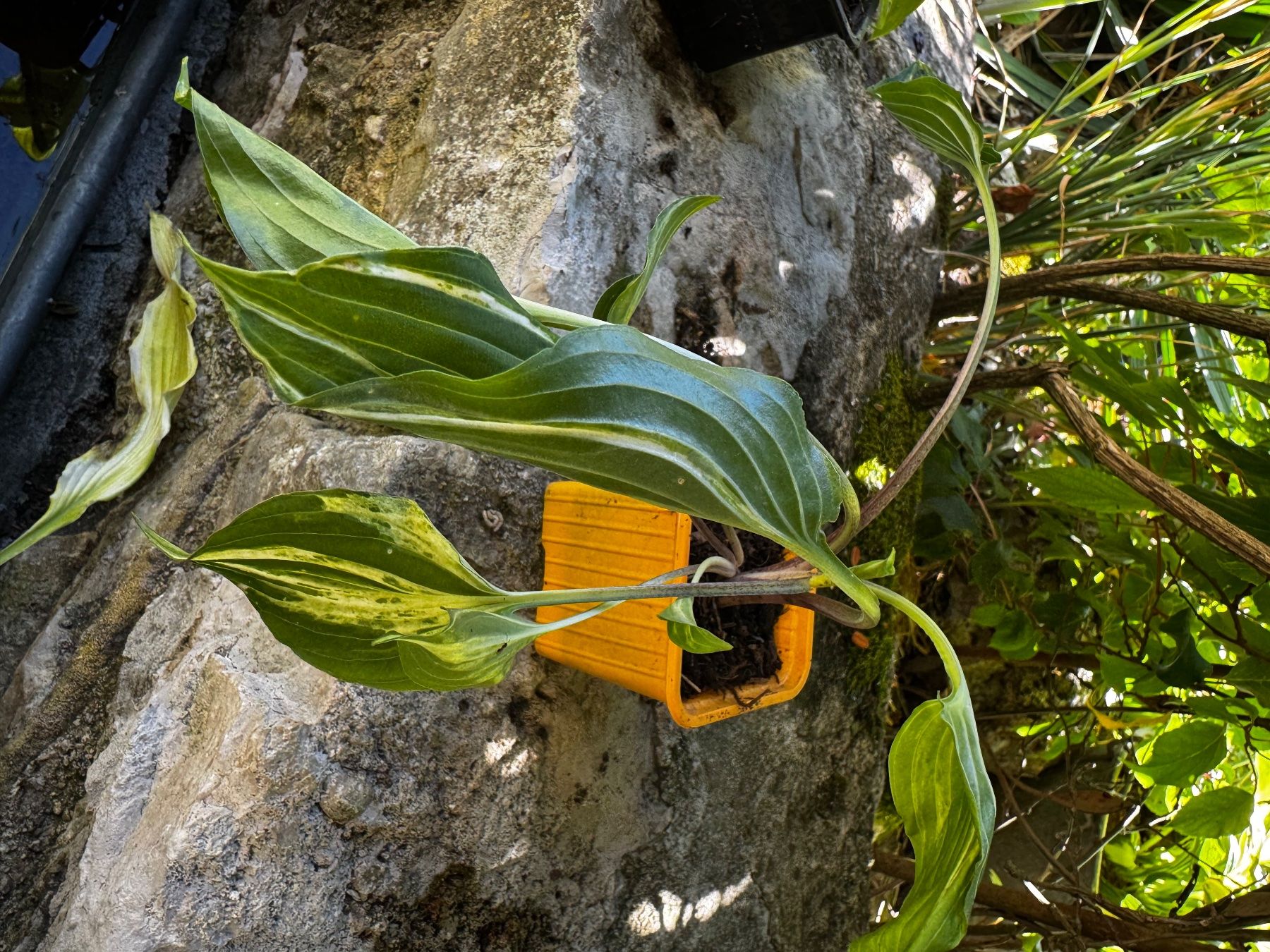 Piante & sementi: Hosta kiyosumi seiryu – Usato da Lajoux JU venduto da Briard0