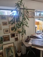 Dracaena Zimmerpflanze mit Topf gebraucht gut erhalten