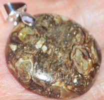 Anhänger L-1054 – Turritella Achat Fossil 23x23mm versilbert