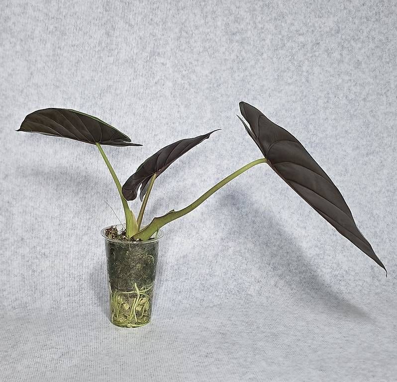 Piante & sementi: Alocasia Wentii – Usato da Arbon venduto da Elena.... 2