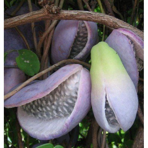 Pflanzen & Samen: Akebia Quinata – Gebraucht aus St.Erhard von