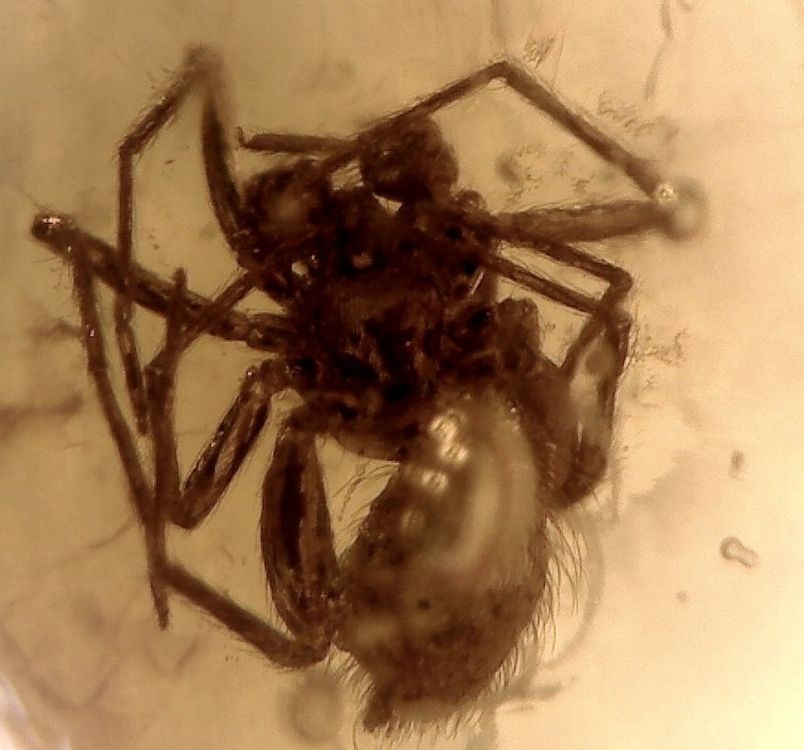 ♥ INKLUSEN AA QUALITÄT Baltischer Bernstein SPINNE   KÄFER (Neu