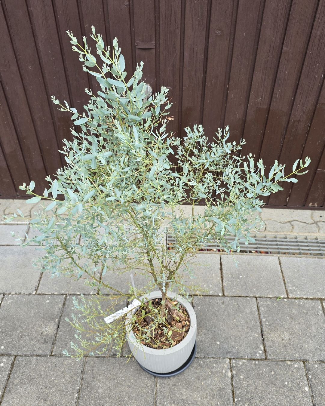 Piante & sementi:  Eukalyptus 'France blue ' – Usato da Aarburg venduto da popkorn65 5
