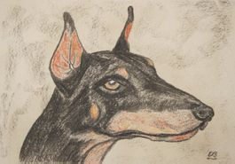 Kohle und Rötel Zeichnung: Dobermann