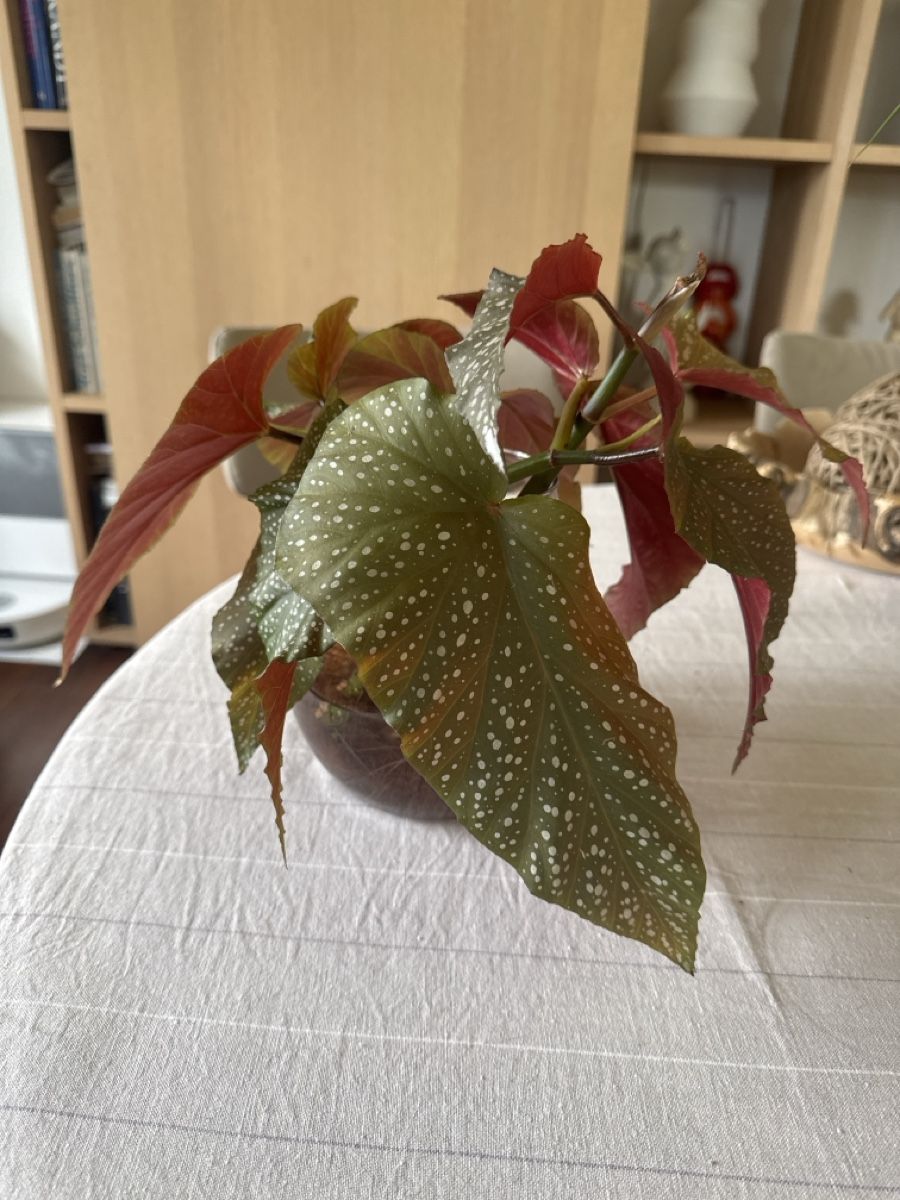 Piante & sementi: 4 Angel Wing Begonia Stecklinge – Usato da Kerns venduto da hildek 3