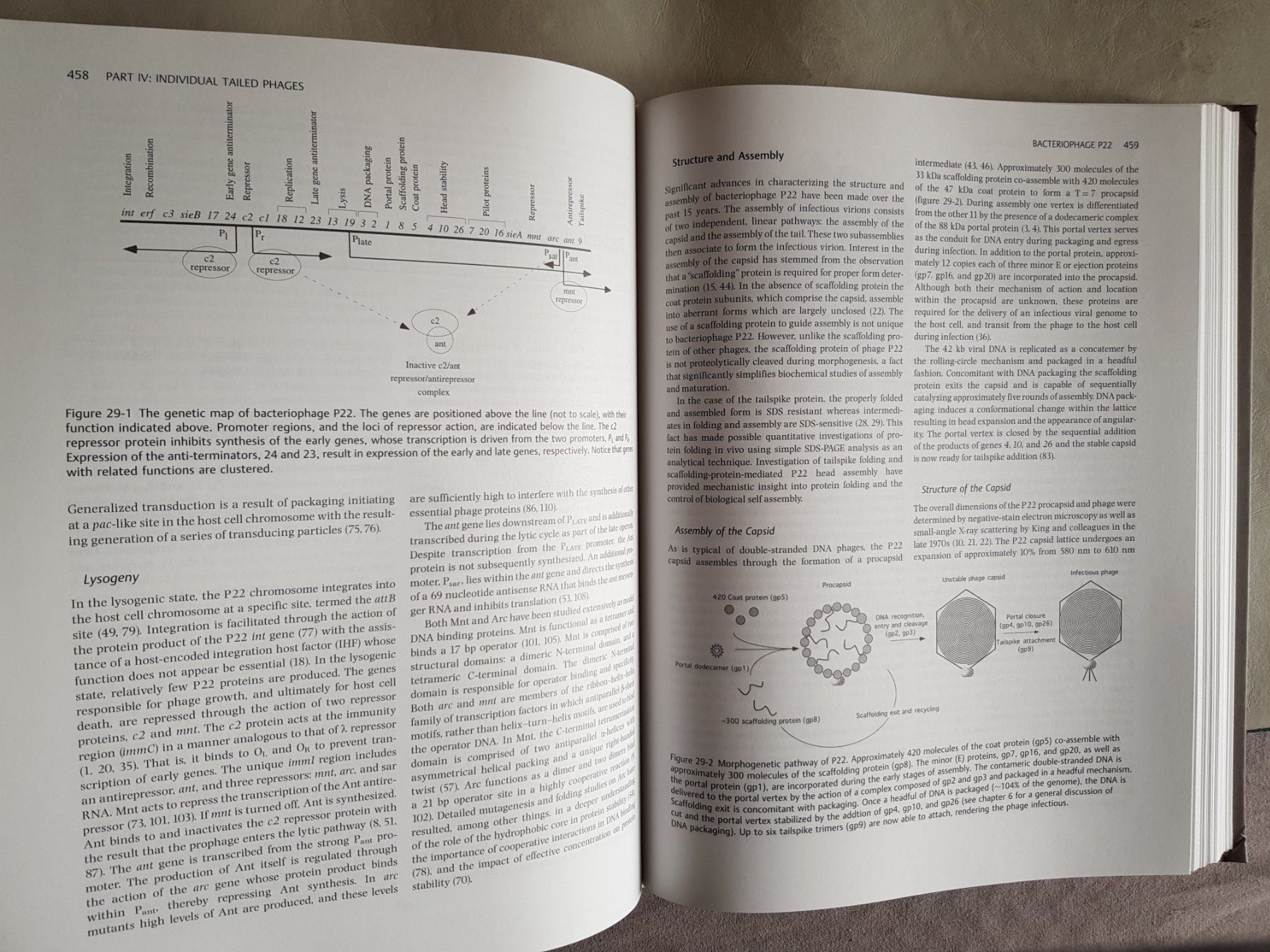 Libri: The Bacteriophages - Richard Calendar - 2. Edition - 2006 – Usato da Walterswil BE venduto da Lonitti 1