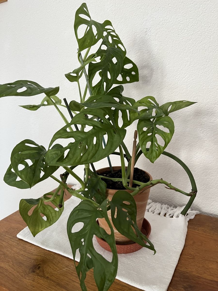 Pflanzen & Samen: Monstera Monkey leaf – Gebraucht aus Davos Platz von butzele13 1