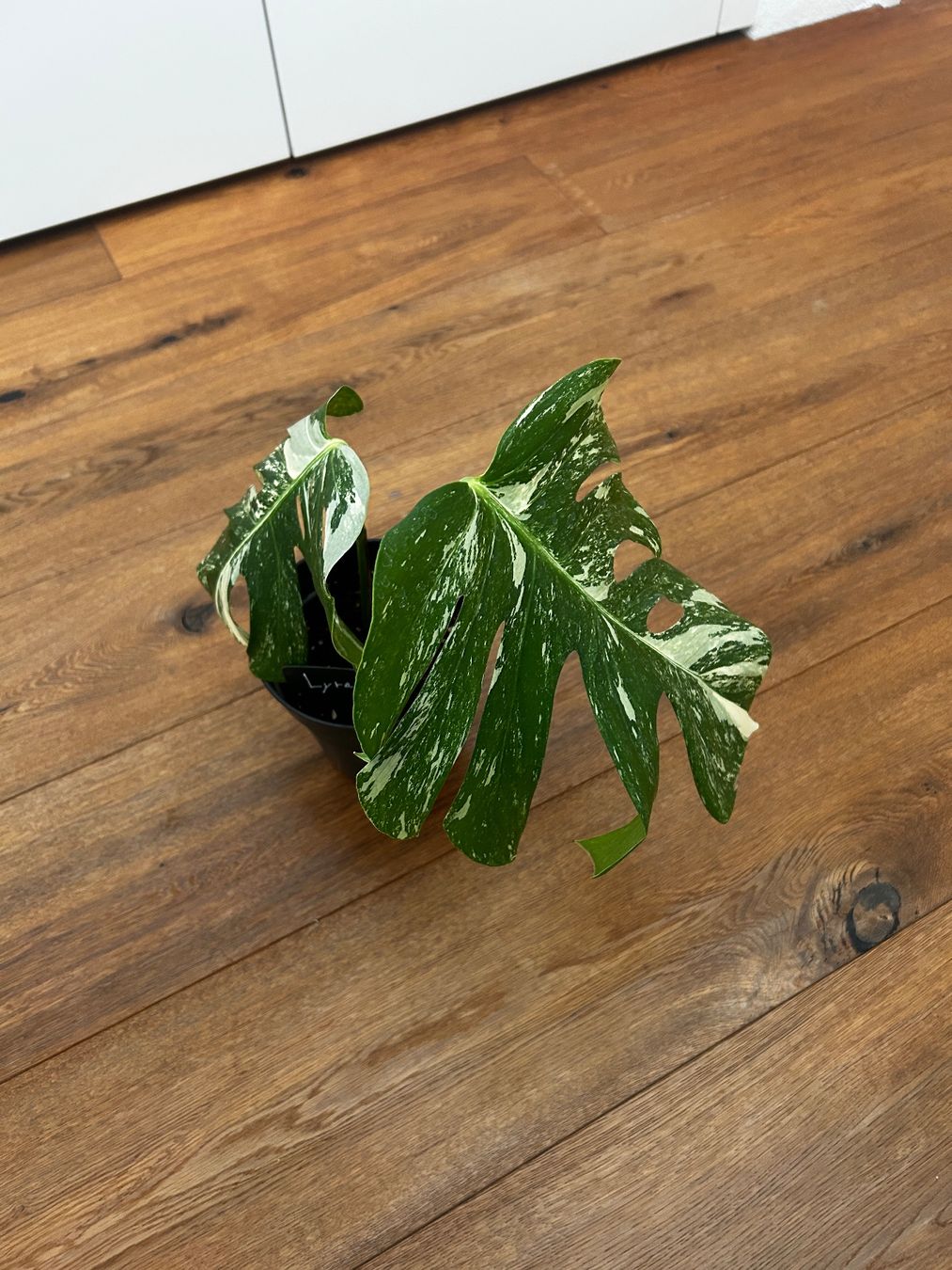 Piante & sementi: Monstera variegata💚 – Usato da Wattwil venduto da Mikesplantshop