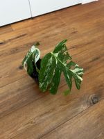 Monstera variegata💚