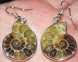 Ohrringe L-4413 – AAA Ammonit Fossil – 1 Paar