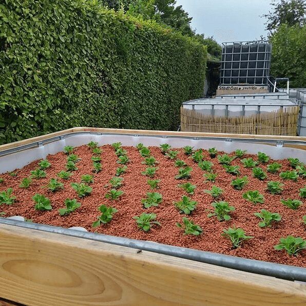 Vasi per fiori: StadtOase - Hochbeet mit Bewässerungsautomatik – Nuovo e nell'imballaggio originale da Neunkirch venduto da StadtOaseGmbH 3