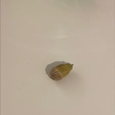 Profile image of pepibom