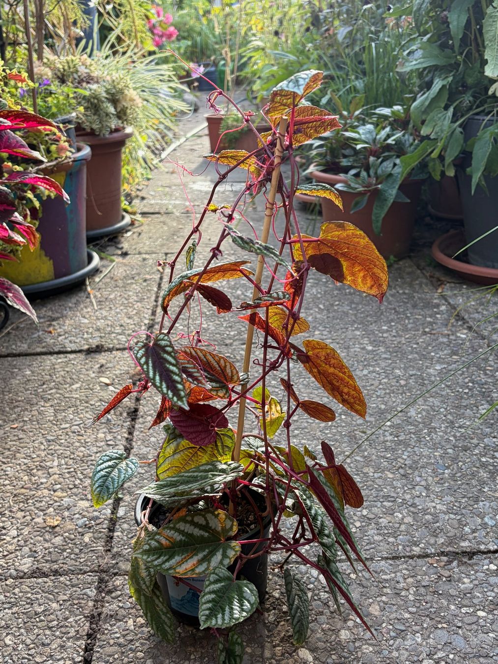 Piante & sementi: Cissus Discolor - Bunte Klimme – Usato da Winterthur venduto da Aniger 1