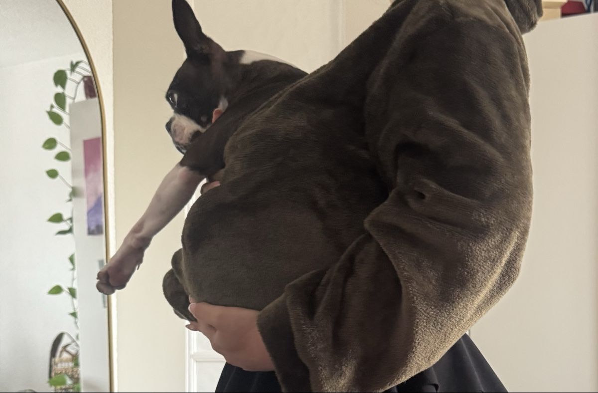 Pulls & Sweat-shirts: Kangaroo Pet Carrier Sweater – Neuf (Voir description) à Otelfingen par mar_sy7r 1