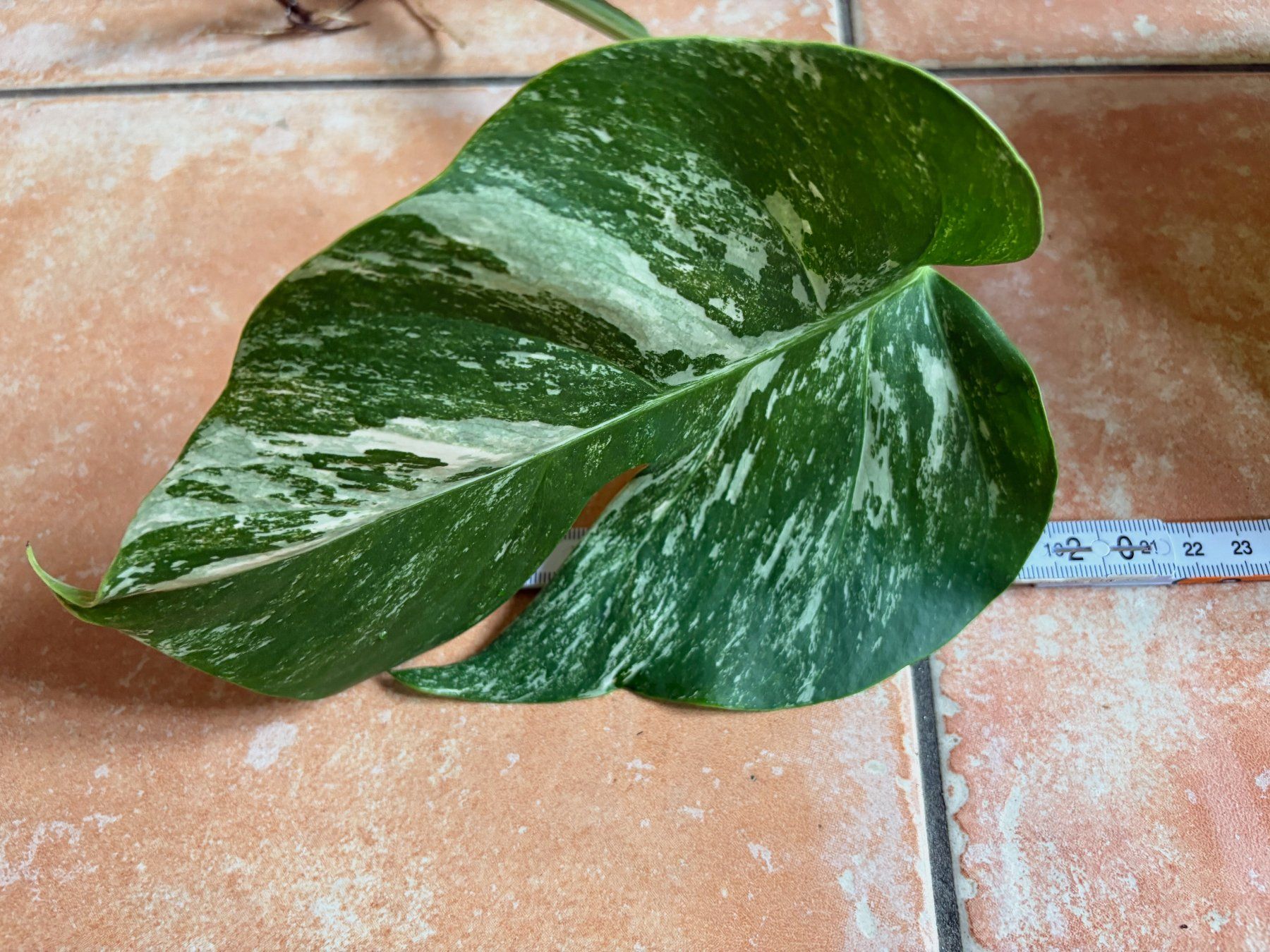 Piante & sementi: Monstera variegata, bewurzelter Steckling – Nuovo (secondo la descrizione) da Winterthur venduto da Aniger 5