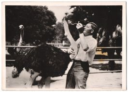 Fotografie Vogel Strauss bekommt Rizinus