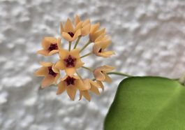 Hoya cutis-porcelana