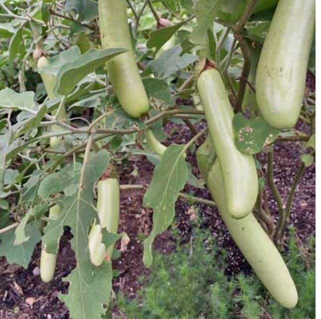 Piante & sementi: 10 SAMEN BIO Aubergine THAI LONG GREEN – Nuovo e nell'imballaggio originale da Rovio venduto da POSITIFFARTandPLANTS 9